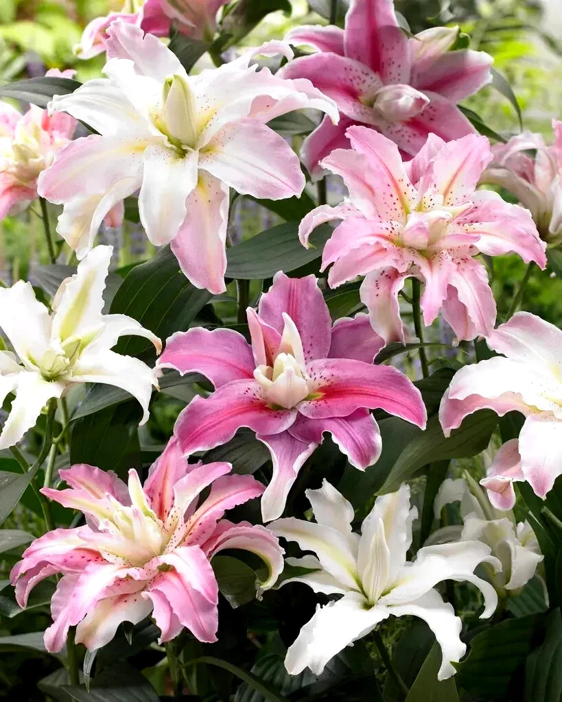 10 Mixed Lily Flower Bulbs - Oriental, Asiatic, Orienpet, Roselily, Tree Lilies - Image 6