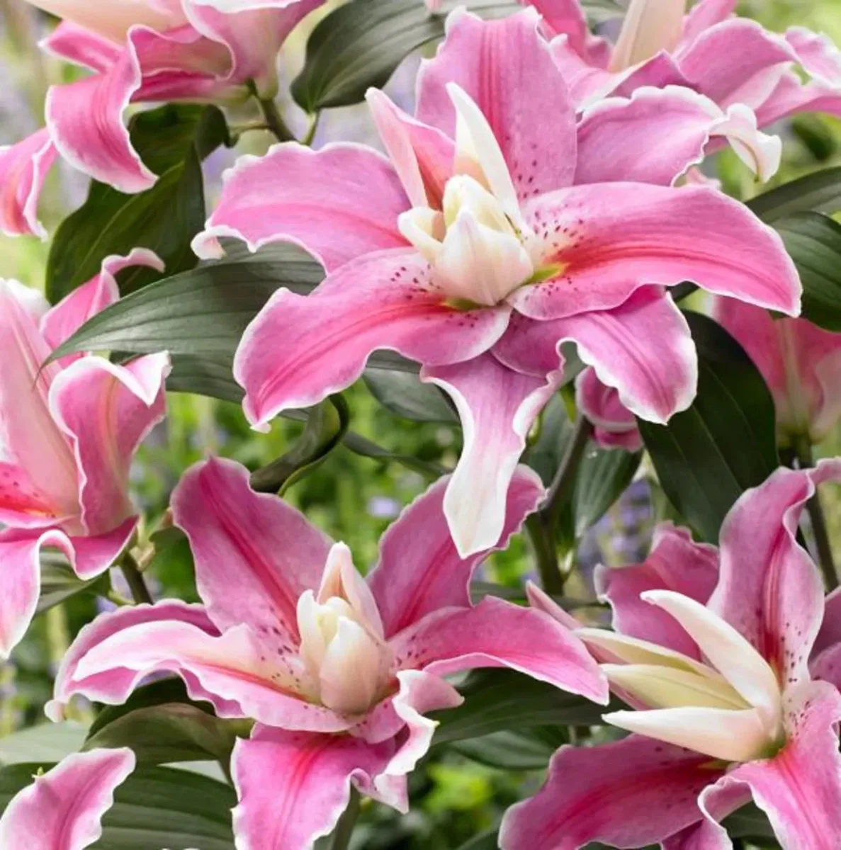 10 Mixed Lily Flower Bulbs - Oriental, Asiatic, Orienpet, Roselily, Tree Lilies - Image 7