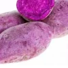 10 Molokai Purple Sweet Potato Slips - Organic Living Plants for Edible Garden - Image 1