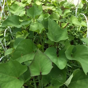 10 Molokai Purple Sweet Potato Slips - Organic Living Plants for Edible Garden - Image 3