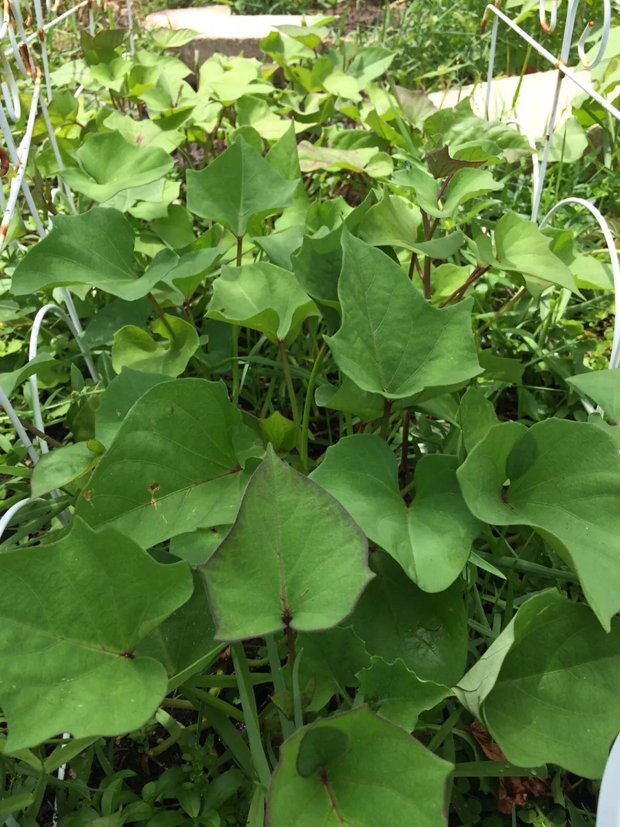 10 Molokai Purple Sweet Potato Slips - Organic Vegetable Plant Cuttings - Image 3