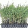 10 Murray Cypress Trees Live Evergreen Plants – Privacy Screen, 30-40 ft Tall - Image 1