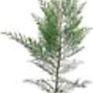 10 Murray Cypress Trees Live Evergreen Plants – Privacy Screen, 30-40 ft Tall - Image 2