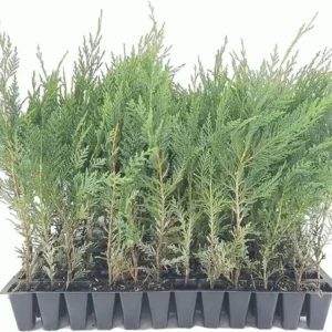 10 Murray Cypress Trees Live Evergreen Plants – Privacy Screen, 30-40 ft Tall - Image 1