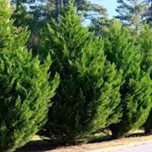 10 Murray Cypress Trees Live Evergreen Plants – Privacy Screen, 30-40 ft Tall - Image 4