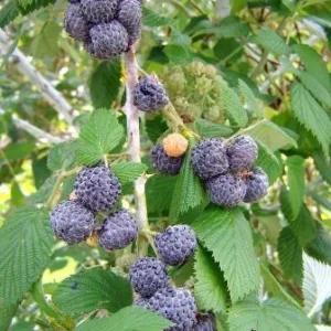 10 Mysore Black Raspberry Plant – Tropical Fruiting Shrub – Bare Root – 8-12in Tall - Image 2