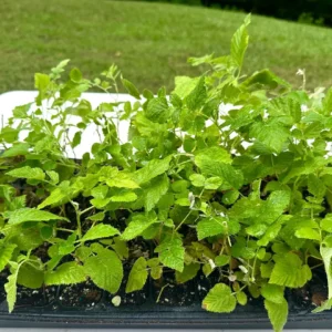 10 Mysore Black Raspberry Plant – Tropical Fruiting Shrub – Bare Root – 8-12in Tall - Image 3