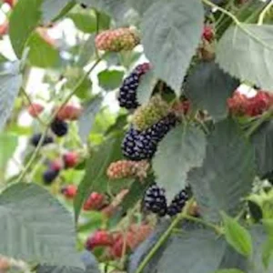 10 Natchez Blackberry Starter Plugs - Thornless Rubus 'Natchez' Live Plants - Image 2