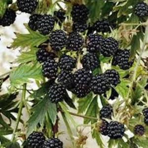 10 Natchez Blackberry Starter Plugs - Thornless Rubus 'Natchez' Live Plants - Image 6