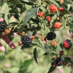 10 Natchez Blackberry Starter Plugs - Thornless Rubus 'Natchez' Live Plants - Image 8