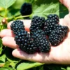 10 Navaho Blackberry Starter Plug Live Plants - Thornless Fruit Bush - Image 1