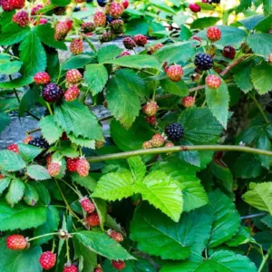 10 Navaho Blackberry Starter Plug Live Plants - Thornless Fruit Bush - Image 3