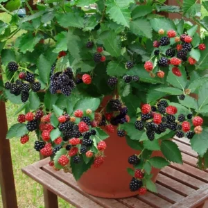 10 Navaho Blackberry Starter Plug Live Plants - Thornless Fruit Bush - Image 4