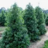 10 Nellie R Stevens Holly Live Plants – 2.5 inch Pot – Fast Growing Evergreen Shrub - Image 1