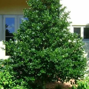 10 Nellie R Stevens Holly Live Plants – 2.5 inch Pot – Fast Growing Evergreen Shrub - Image 2