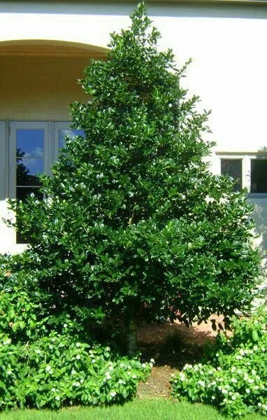 10 Nellie R Stevens Holly Live Plants – 2.5 inch Pot – Fast Growing Evergreen Shrub - Image 2