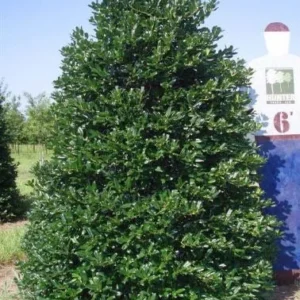10 Nellie R Stevens Holly Live Plants – 2.5 inch Pot – Fast Growing Evergreen Shrub - Image 3