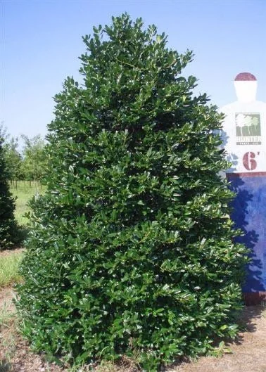 10 Nellie R Stevens Holly Live Plants – 2.5 inch Pot – Fast Growing Evergreen Shrub - Image 3