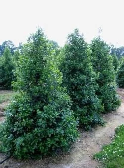 10 Nellie R Stevens Holly Live Plants – 2.5 inch Pot – Fast Growing Evergreen Shrub - Image 1