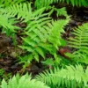 10 New York Fern Bare Roots - Thelypteris noveboracensis Perennial Outdoor Plant - Image 1