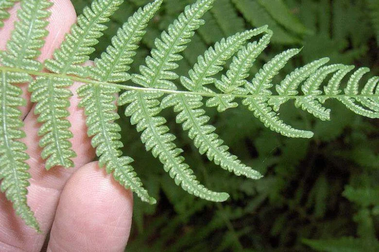 10 New York Fern Bare Roots - Thelypteris noveboracensis Perennial Outdoor Plant - Image 4