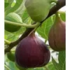 10 Olympian Fig Tree Starter Plugs – Cold Hardy Sweet Purple Fruit Live Plant – Zone 6-10 - Image 1