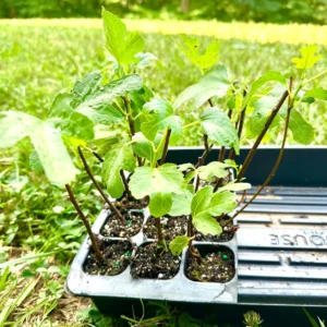 10 Olympian Fig Tree Starter Plugs – Cold Hardy Sweet Purple Fruit Live Plant – Zone 6-10 - Image 3