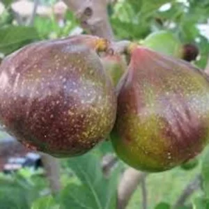10 Olympian Fig Tree Starter Plugs – Cold Hardy Sweet Purple Fruit Live Plant – Zone 6-10 - Image 4