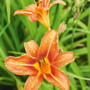 10 Orange Daylily Bare Root Perennial Plants – Easy to Grow Flowers - Image 1
