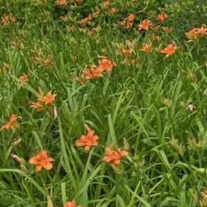 10 Orange Daylily Bare Root Perennial Plants – Easy to Grow Flowers - Image 4