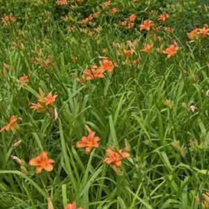 10 Orange Daylily Bare Root Perennial Plants – Easy to Grow Flowers - Image 8