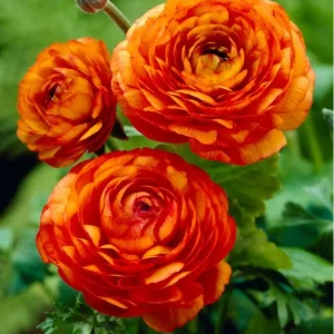 10 Orange Ranunculus Bulbs - Perennial Flower Bulbs for Garden & Cut Flowers - Image 1