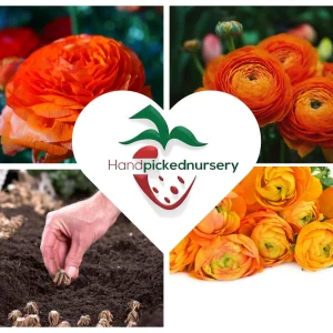 10 Orange Ranunculus Bulbs - Perennial Flower Bulbs for Garden & Cut Flowers - Image 8