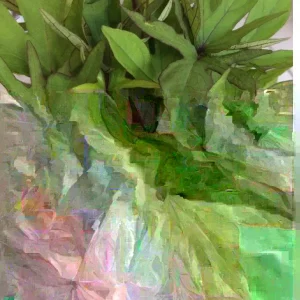 10 Orange Sweet Potato Slips | Copper Jewel Cuttings for Planting - Image 6