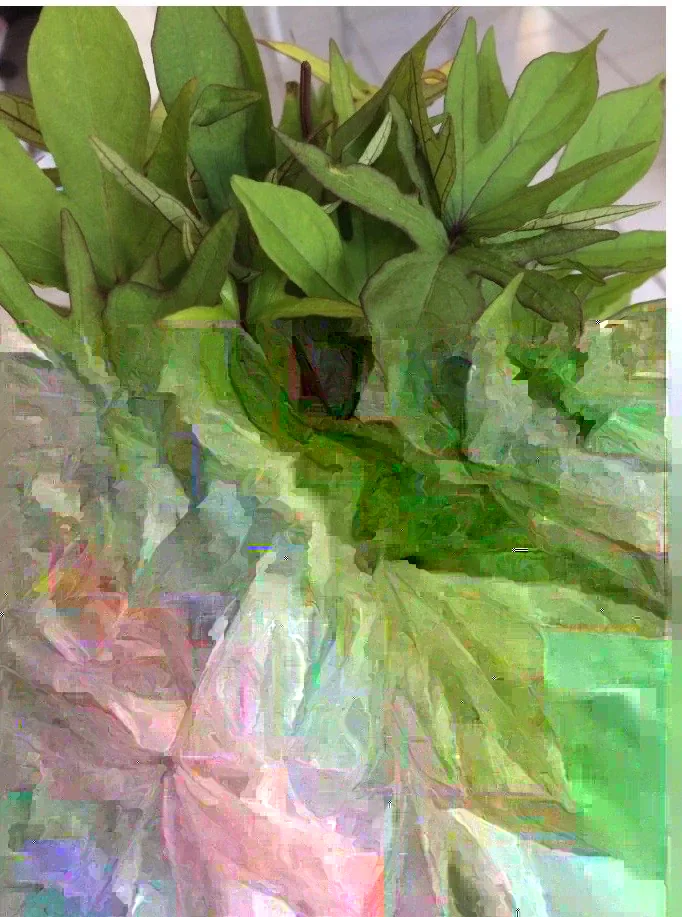 10 Orange Sweet Potato Slips | Copper Jewel Cuttings for Planting - Image 6