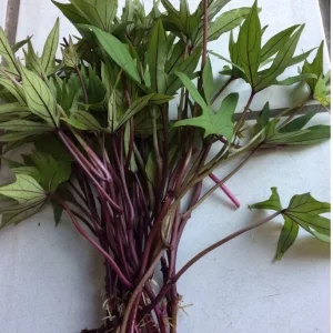 10 Orange Sweet Potato Slips - Copper Jewel Cuttings for Planting - Image 4