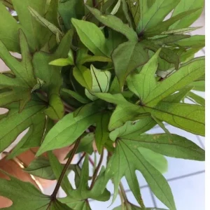 10 Orange Sweet Potato Slips - Copper Jewel Cuttings for Planting - Image 6