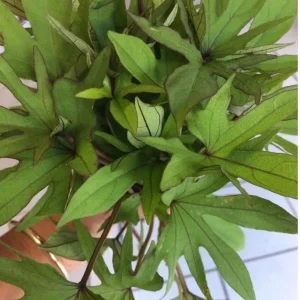 10 Orange Sweet Potato Slips - Copper Jewel Cuttings for Planting - Image 7