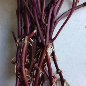 10 Orange Sweet Potato Slips - Copper Jewel Variety Cuttings - 90 Days to Harvest - Image 3