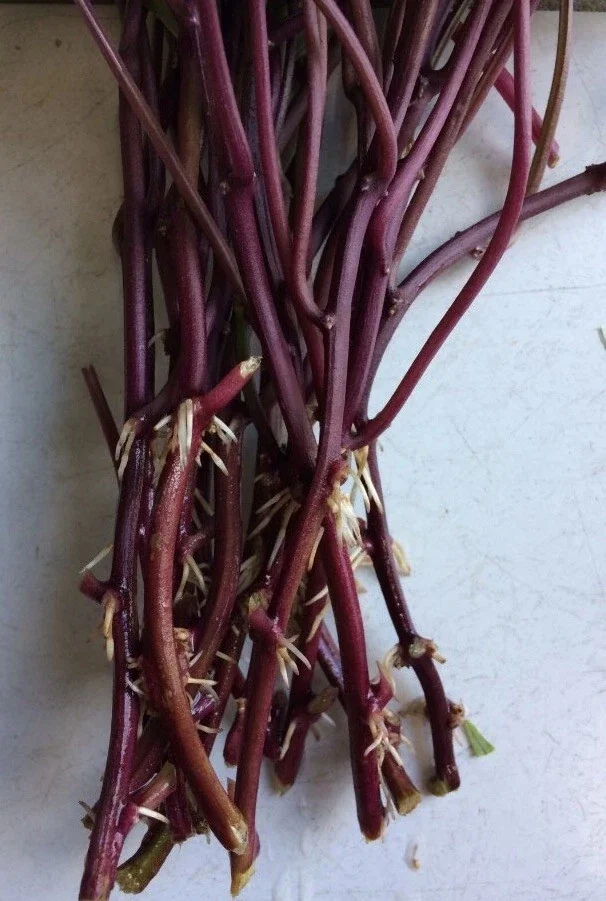 10 Orange Sweet Potato Slips - Copper Jewel Variety Cuttings - 90 Days to Harvest - Image 3