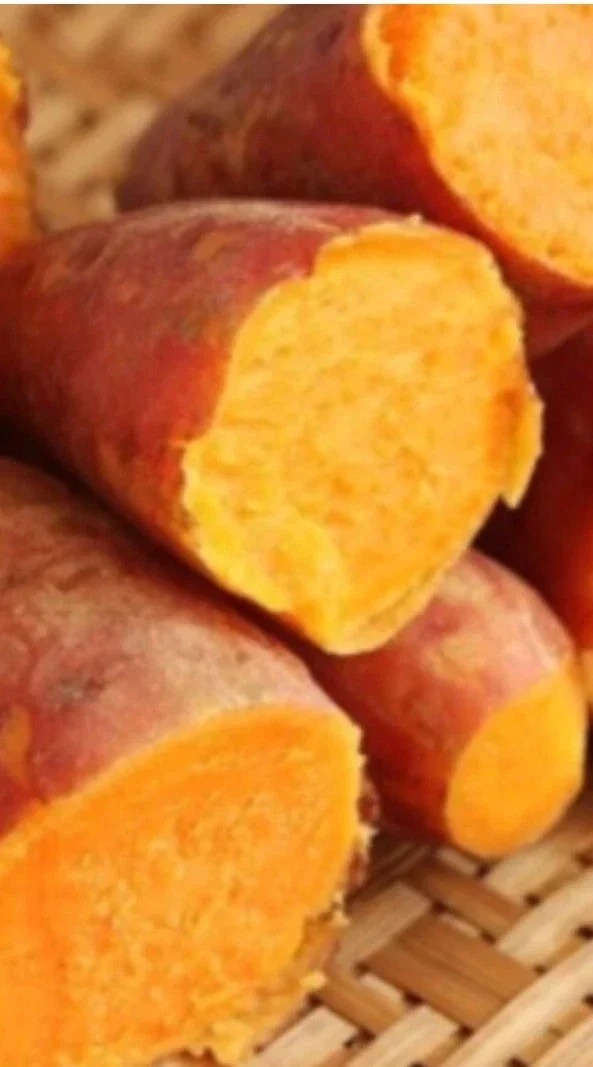 10 Orange Sweet Potato Slips - Copper Jewel Variety Cuttings - 90 Days to Harvest - Image 5