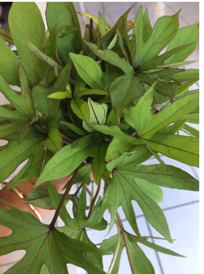 10 Orange Sweet Potato Slips - Copper Jewel Variety Cuttings - 90 Days to Harvest - Image 6