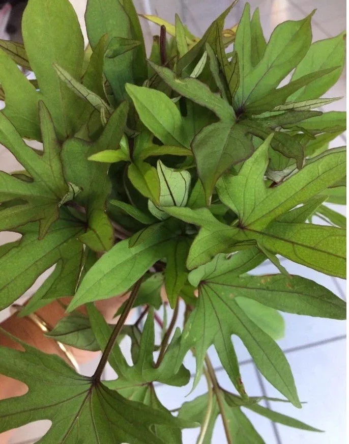 10 Orange Sweet Potato Slips - Copper Jewel Variety Cuttings - 90 Days to Harvest - Image 7