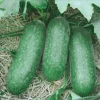 10 Organic Fuzzy Gourd Seeds - Hairy Gourd, Jointed Gourd, Bí Đao Chanh - Vegetable Seeds for Outdoor Planting - Image 1