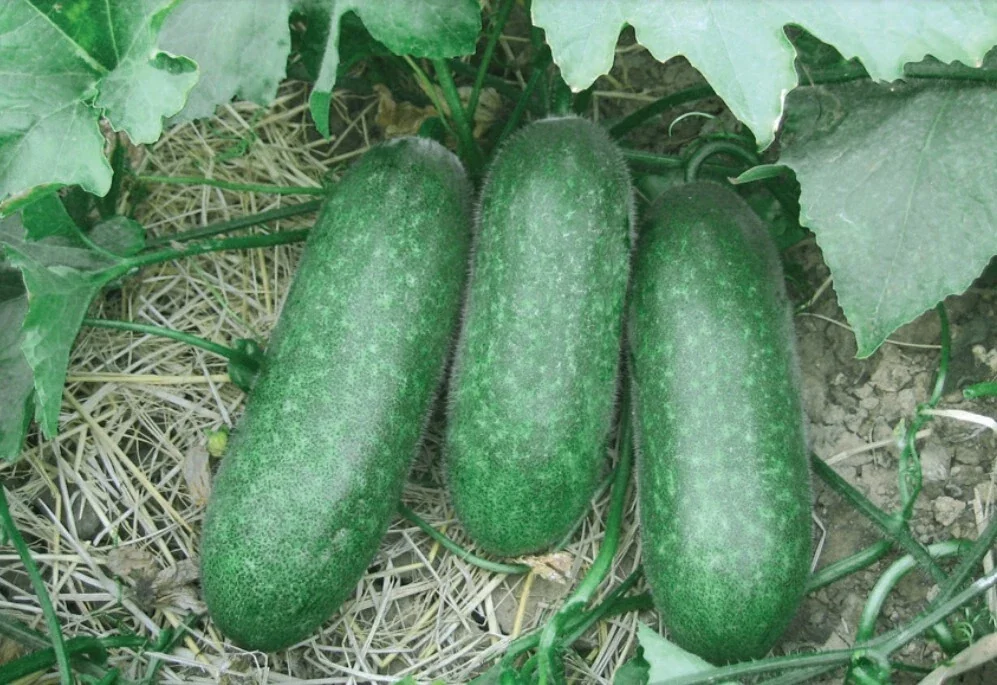 10 Organic Fuzzy Gourd Seeds - Hairy Gourd, Jointed Gourd, Bí Đao Chanh - Vegetable Seeds for Outdoor Planting - Image 1