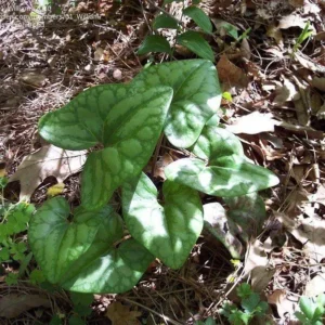 10 Organic Heartleaf Ginger Bare Roots - Hexastylis Arifolia Wildflower Plant - Image 4