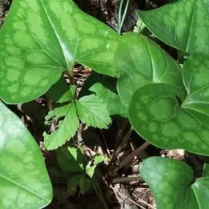 10 Organic Heartleaf Ginger Bare Roots - Hexastylis Arifolia Wildflower Plant - Image 6