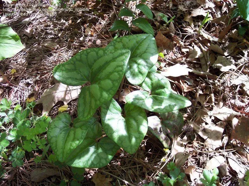 10 Organic Heartleaf Ginger Bare Roots - Hexastylis Arifolia Wildflower Plant - Image 1