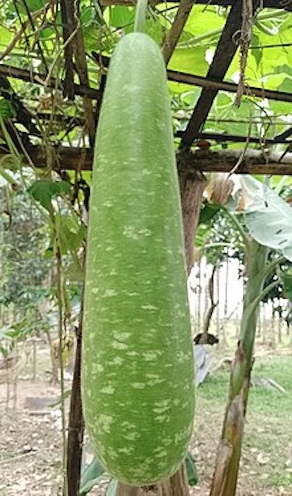10 Organic Long Bottle Gourd Seeds - Asian Indian Opo Squash Dudi Calabash - Image 1