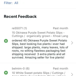 10 Organic Okinawa Purple Sweet Potato Slips - Cuttings - Live Plant - Image 12